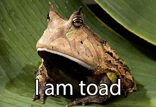 Amazon horned frog with the text 'I am toad'