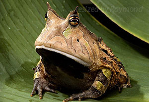 A toad looking at you