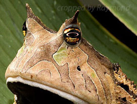 A toad looking at you