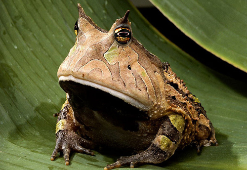 A toad staring at you